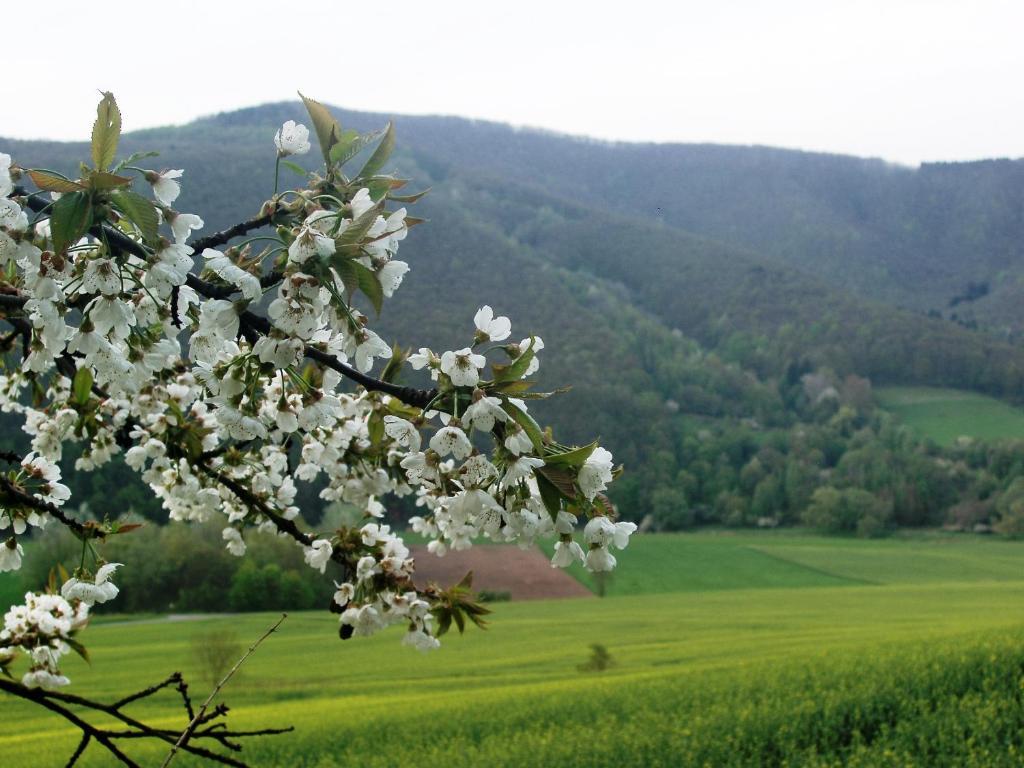 Landhaus Am Westerwald Martinfeld Екстериор снимка